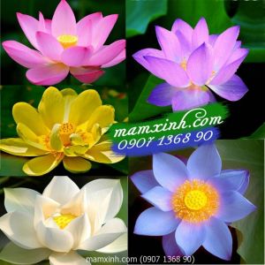 Hạt giống Sen Nhật mini mix 5 màu