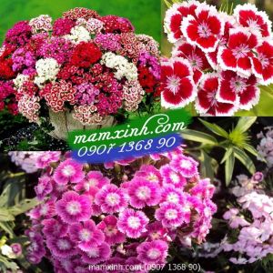 Hạt giống hoa Cẩm Chướng chùm