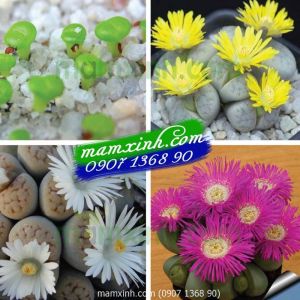 Hạt giống Xương Rồng Mini