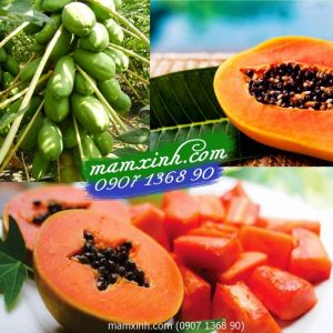 Hạt giống đu đủ lùn