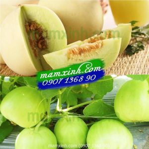 Hạt giống Dưa Lưới Thái Lan