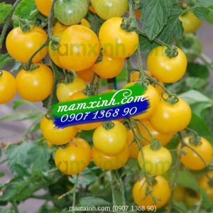Hạt giống cà chua Hoàng Kim