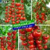 Hạt giống Cà Chua Chùm - anh 1