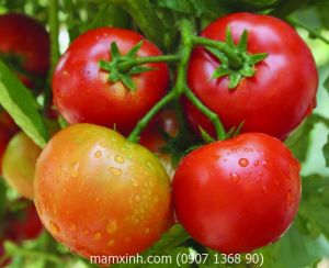 Hạt giống Cà Chua F1