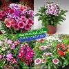 Hạt giống hoa Cẩm Chướng Đơn - anh 1