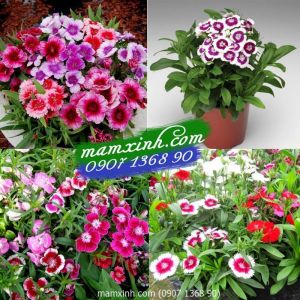 Hạt giống hoa Cẩm Chướng Đơn