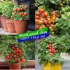 Hạt giống Cà Chua Lùn Kiểng - anh 1