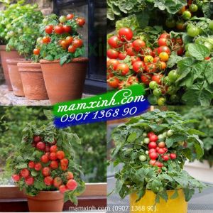 Hạt giống Cà Chua Lùn Kiểng