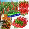 Hạt giống Ớt Hiểm Lai F1 - anh 1