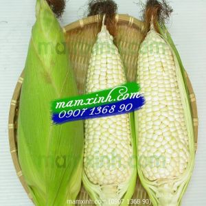 Hạt giống Bắp Nếp