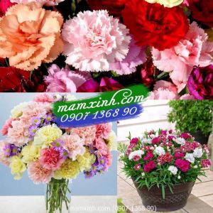 Hạt giống hoa Cẩm Chướng Kép