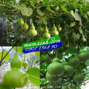 Hạt giống Bầu Hồ Lô