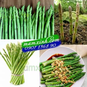 Hạt giống Măng Tây