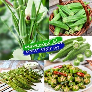 Hạt giống Đậu Bắp
