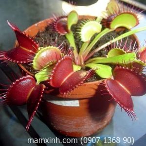 Hạt giống Cây Bẫy Kẹp - Cây bắt mồi (cây ăn thịt côn trùng)