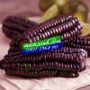 Hạt giống Bắp Ngô NếpTím - anh 1