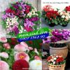 Hạt giống hoa Cúc Anh Mix (Daisy, Bellis) - anh 1