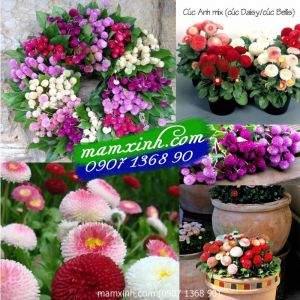 Hạt giống hoa Cúc Anh Mix (Daisy, Bellis)