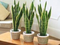 Cách nhân giống cây lưỡi hổ