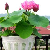 CÁCH TRỒNG SEN NHẬT MINI TỪ HẠT