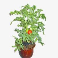 Bón phân cho cây cà chua trồng trong chậu