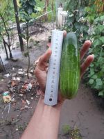 Quy trình bón phân cho cây dưa leo trồng trong chậu hoặc thùng xốp